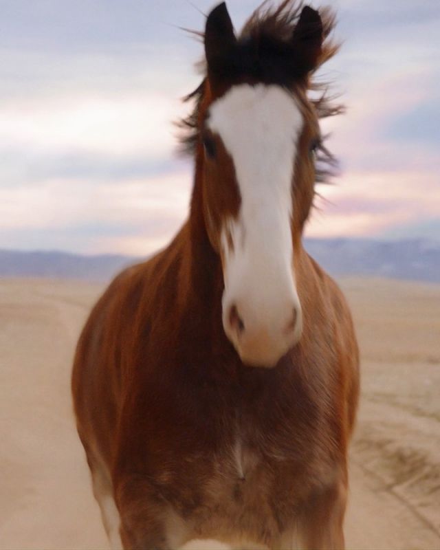 They are almost here! The Budweiser Clydesdales will be at the @topsfieldfair Thursday Oct. 5th - 8th be sure to come say hello!