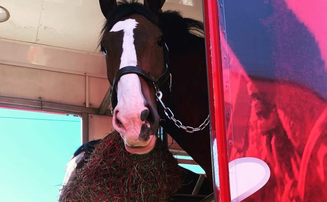 Beck and the Team have arrived in Topsfield and are excited to see YOU! #followthehitch #topsfieldfair  #budweiser